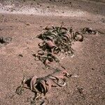 Welwitschia mirabilis Pokrój