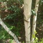 Betula populifolia বাকল