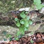 Umbilicus rupestris Leaf