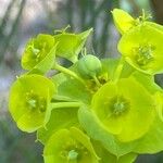 Euphorbia nicaeensis Цветок