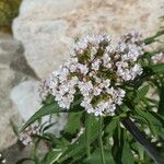 Valeriana tripteris Flor