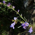 Penstemon speciosus Alkat (teljes növény)