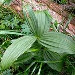 Veratrum album Leaf