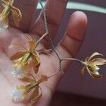 Encyclia tampensis Blüte