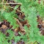 Achillea ligustica برگ