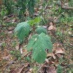 Alangium platanifolium Hoja