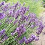 Lavandula angustifoliaKvět