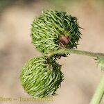 Medicago intertexta Fruto