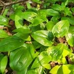 Maianthemum canadense Hoja