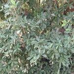 Synsepalum dulcificum برگ