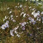 Symphyotrichum oolentangiense 花