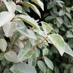 Elaeagnus commutata Frunză