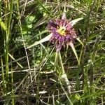 Tragopogon angustifolius 花