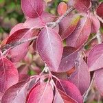 Viburnum prunifolium Leaf