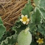 Ecballium elateriumFlower