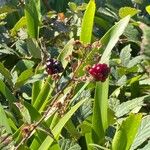Rubus fruticosus Froito