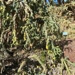 Cylindropuntia imbricata Агульны выгляд