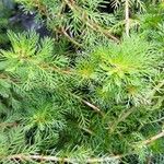 Myriophyllum aquaticum Листок