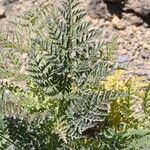 Athamanta montana Hoja