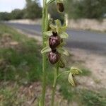 Ophrys sphegodes 花