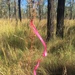 Themeda quadrivalvis Habitatea