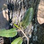 Quercus fusiformis Flor