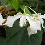 Dendrobium rhodostictum Flower