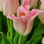 Tulipa gesnerianaFlower