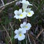 Pinguicula alpina Flor