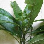 Psychotria racemosa Arall