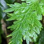 Selaginella roxburghii Foglia