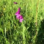 Gladiolus palustris Blüte