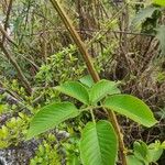 Rubus urticifolius Leaf