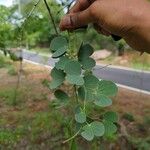 Bauhinia tomentosa 葉