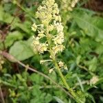 Reseda lutea फल