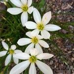 Zephyranthes candidaFlower