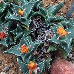 Faucaria tigrina Vivejo