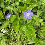 Vinca majorFlor