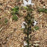 Campanula pyramidalis Συνήθη χαρακτηριστικά