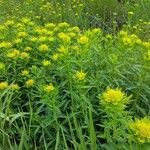 Euphorbia palustris Natur