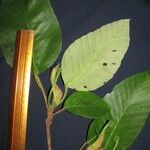 Coussapoa villosa Annet