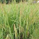 Carex pendula Plante entière