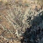 Artemisia frigida Blüte