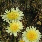 Malacothrix glabrata Flower