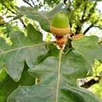Quercus pyrenaica ഫലം