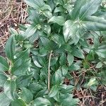 Sarcococca confusa Blatt