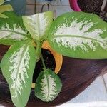 Dieffenbachia seguineBlad