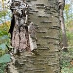 Betula alleghaniensis Bark