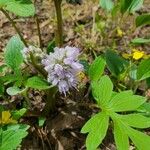 Hydrophyllum capitatum Blomma