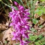 Orchis mascula Flor